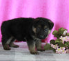 AKC Registered German Shepherd For Sale Millersburg OH Female-Angela