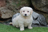 Mini Goldendoodle For Sale Millersburg, OH Male- Jethro