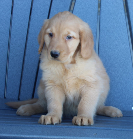 AKC Registered Golden Retriever For Sale Millersburg OH Female-Candy