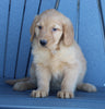 AKC Registered Golden Retriever For Sale Millersburg OH Female-Candy