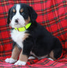 AKC Registered Bernese Mountain Dog For Sale Sugarcreek OH Male-Alex