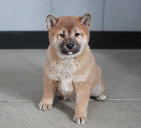 AKC Registered Shiba Inu For Sale Millersburg, OH Female- Shellie