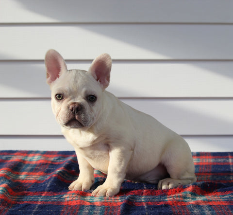 AKC Registered French Bulldog For Sale Millersburg OH Male-Winston