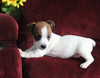 Jack Russell For Sale Fredericksburg OH Male-Russell
