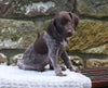 AKC Registered German Shorthaired Pointer For Sale Fredericksburg OH Female-Dakota