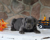 AKC Registered Cane Corso For Sale Wooster OH Male-Diesel