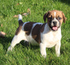 Beagle Mix For Sale Sugarcreek OH Female-Mikayla