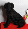 Medium F1B Labradoodle For Sale Millersburg OH Female-Heather
