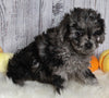 F1B Cavapoo For Sale Sugarcreek OH Male-Mickie