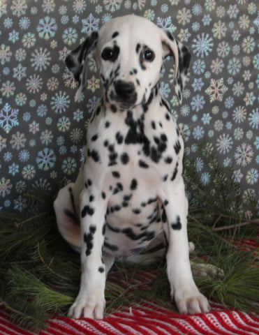 Dalmation For Sale Millersburg OH Female-Margaret