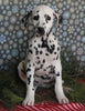 Dalmation For Sale Millersburg OH Female-Margaret