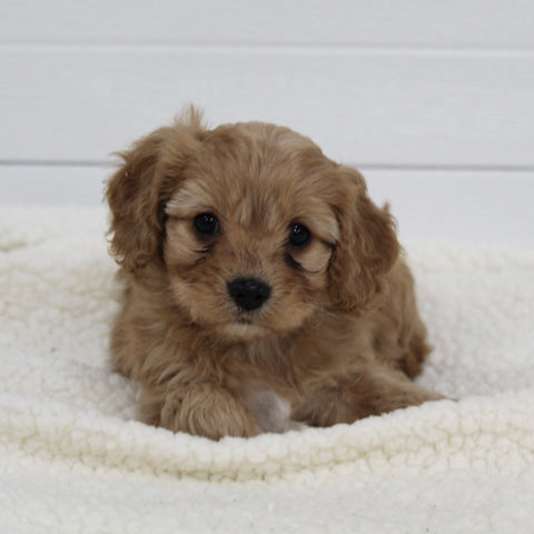 Cavapoo For Sale Fresno OH Female-Tiny