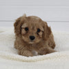 Cavapoo For Sale Fresno OH Female-Tiny