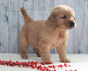 AKC Registered Golden Retriever For Sale Millersburg, OH Male- Omar