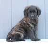 English Mastiff For Sale Fredericksburg, OH Female- Hailey