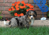 Bernedoodle For Sale Millersburg OH Male-Baxter