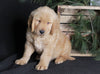 AKC Registered Golden Retriever For Sale Millersburg, OH Male- Ace