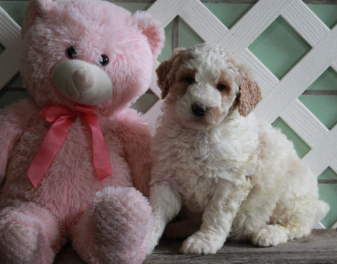AKC Registered Standerd Poodle For Sale Millersburg OH Female-Darcy