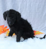 Medium F1B Labradoodle For Sale Millersburg OH Female-Heather