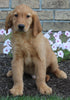 AKC Registered Golden Retriever For Sale Millersburg OH Male-Oscar