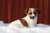 Jack Russell Terrier For Sale Fredericksburg, OH Female- Bailey