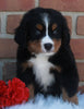 AKC Registered Bernese Mountain Dog For Sale Sugarcreek OH Male -Milo