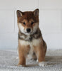 AKC Registered Shiba Inu For Sale Millersburg OH Male-Bradley