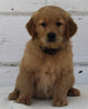 AKC Registered Golden Retriever For Sale Millersburg OH Male-Gunnar