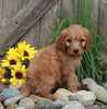 Medium F1BB Goldendoodle For Sale Millersburg OH Male-Denver