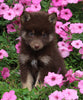 Pomsky For Sale Holmesville OH Male-Lenny