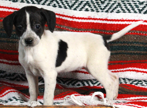 Mountain Cur For Sale Fredericksburg OH Female-Cassie