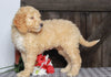 Mini F1BB Labradoodle For Sale Millersburg, OH Female- Zinnia