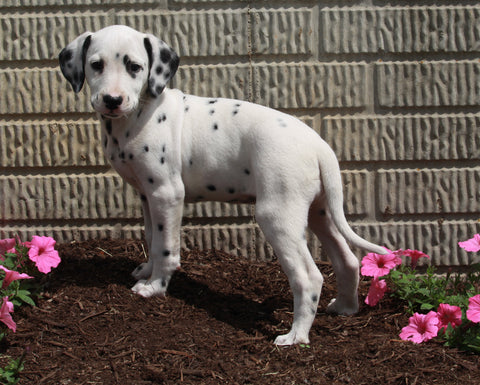 AKC Registered Dalmatian For Sale Holmesville OH Female-Sky