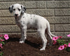AKC Registered Dalmatian For Sale Holmesville OH Female-Sky