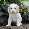 F1BB Mini Labradoodle For Sale Millersburg OH Male-Edward