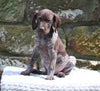 AKC Registered German Shorthaired Pointer For Sale Fredericksburg OH Female-Dakota