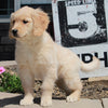 AKC Registered Golden Retriever For Sale Fredericksburg OH Female-Kit