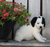 Mini Bernedoodle For Sale Sugarcreek OH Female-Penny