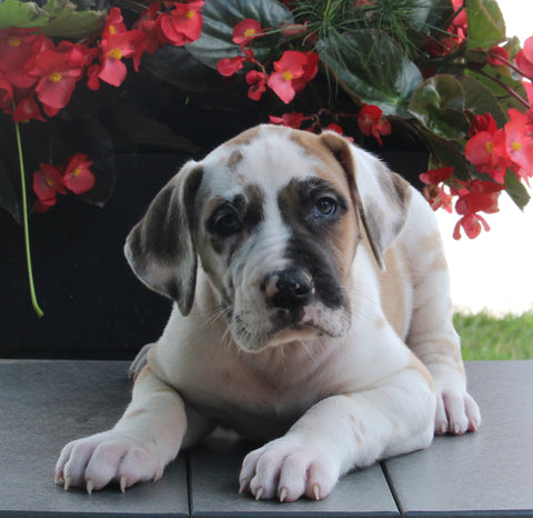 AKC Registered Great Dane Apple Creek OH Female-Willow
