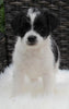 Jackapoo For Sale Apple Creek OH Male-Blaze