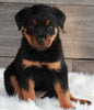 AKC Registered Rottweiler For Sale Applecreek OH -Female Willow