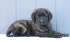 English Mastiff For Sale Fredericksburg, OH Female- Hailey