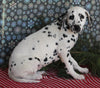Dalmation For Sale Millersburg OH Female-Margaret