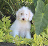 F1B Medium Labradoodle For Sale Millersburg OH Female-Flurry