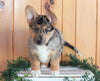 German Shepherd Mix For Sale Millerburg OH Male-Wendall