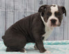 OIEBA Registered Olde English Bulldog For Sale Adamsville, OH Male- Luke
