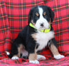 AKC Registered Bernese Mountain Dog For Sale Sugarcreek OH Male-Alex