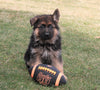 AKC Registered German Shepherd For Sale Millersburg, OH Male- Gunner
