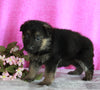 AKC Registered German Shepherd For Sale Millersburg OH Female-Angela