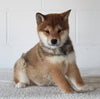AKC Registered Shiba Inu For Sale Millersburg OH Male-Bradley